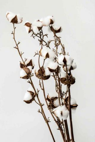 New Cotton Project 